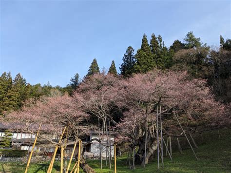 臥龍桜 開花状況|臥龍桜（高山市） 見頃・桜祭り情報など